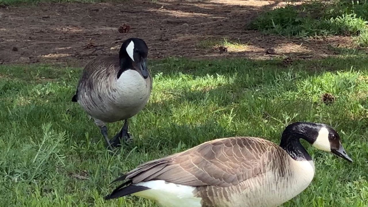 Canada goose crossing season has arrived