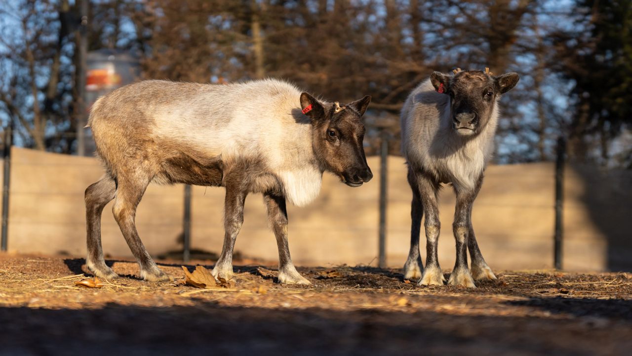 Columbus Zoo Announces 2 New Reindeer