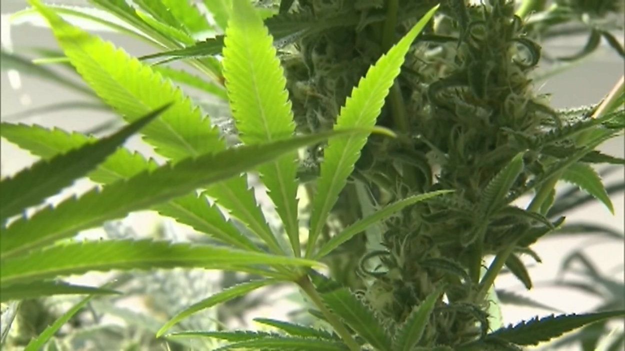 Senate Bill 3335 would have legalized adult-use cannabis in the state starting in 2026. (Spectrum News)