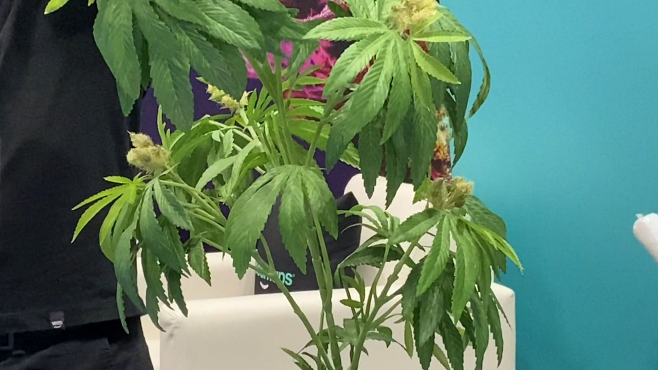 Cannabis Retailers Should Be Operating Before End Of 2022 - Vimarsana News