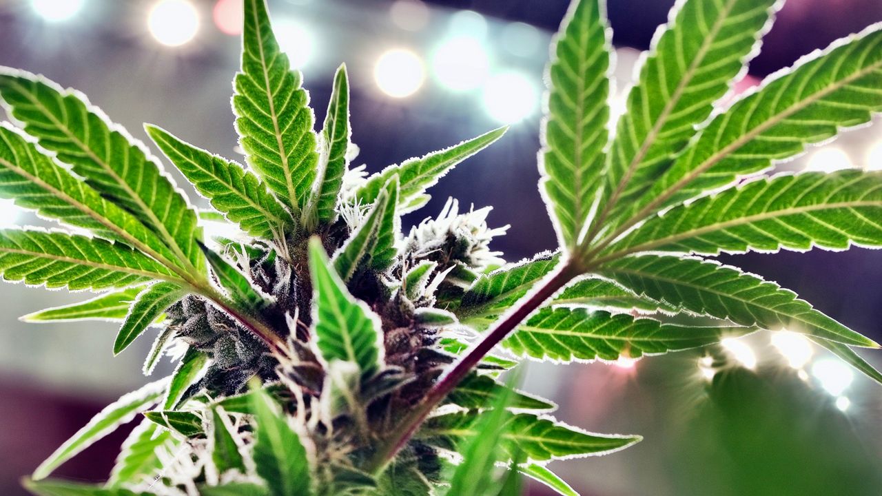 A mature marijuana plant begins to bloom under artificial lights at Loving Kindness Farms in Gardena, Calif., May 20, 2019. (AP Photo/Richard Vogel, File)