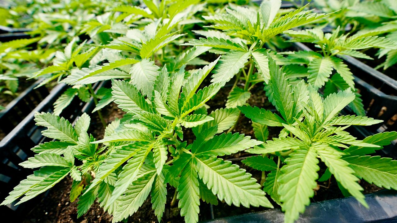 Marijuana plants for the adult recreational market are are seen in a greenhouse at Hepworth Farms in Milton, N.Y., July 15, 2022. (AP Photo/Mary Altaffer)