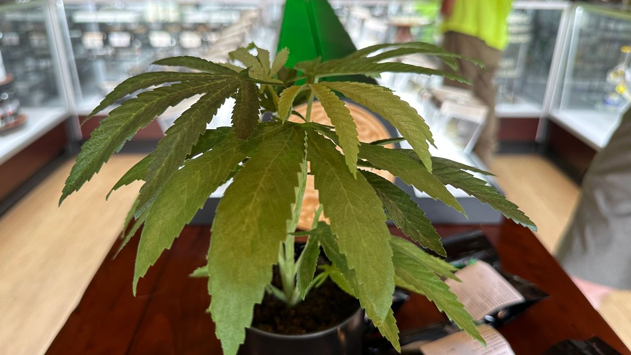 Maine lawmakers consider bills to require medical cannabis testing