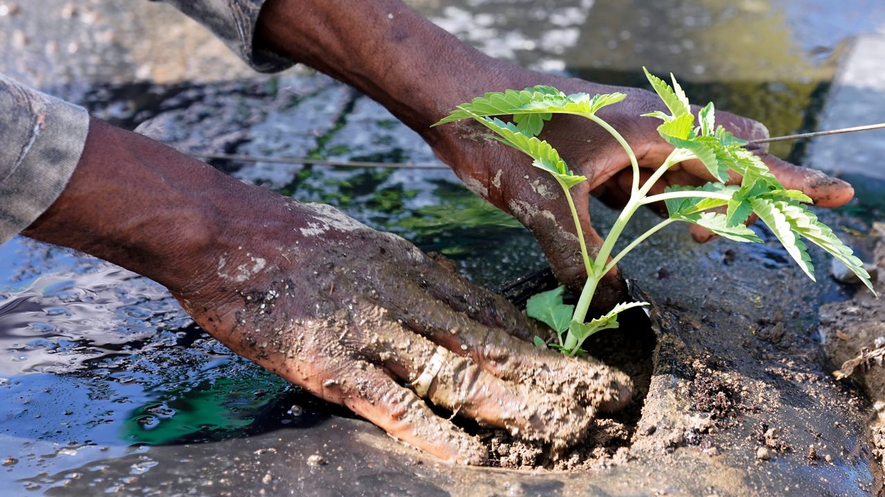 Marijuana plants for the adult recreational market are planted at Hepworth Farms in Milton on Friday, July 15, 2022.