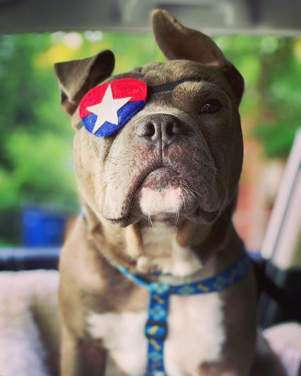 Captain America - The First Dog Avenger 