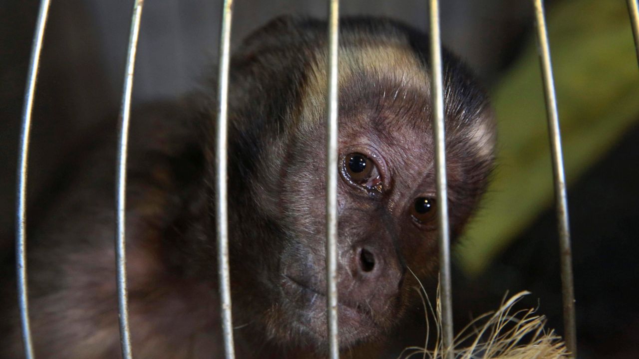 A rescued capuchin monkey looks through the bars of his metal cage at the Forest Service and Wildlife facilities in Lima, Peru, Friday, Sept. 14, 2018. (Martin Mejia/AP File Photo)