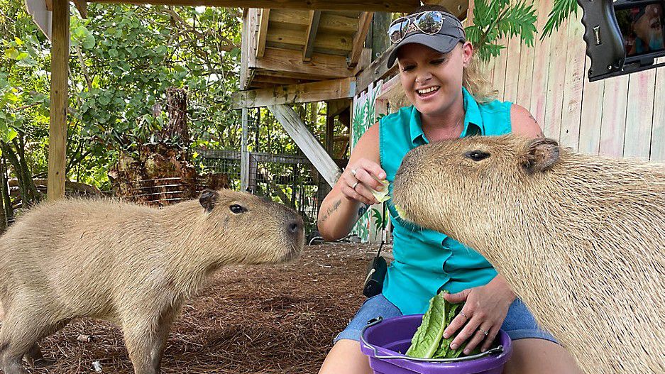 5 things to know about Gatorland’s capybaras