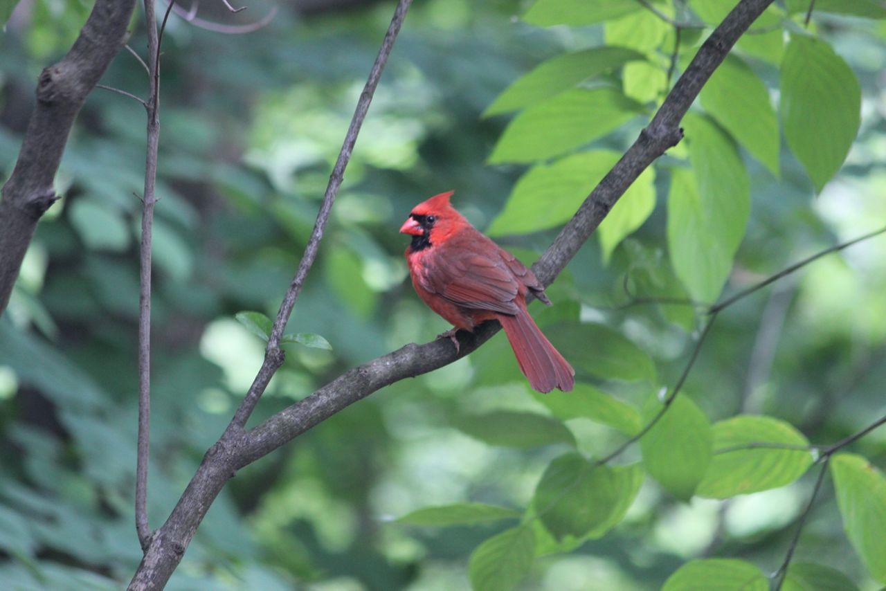 cardinal