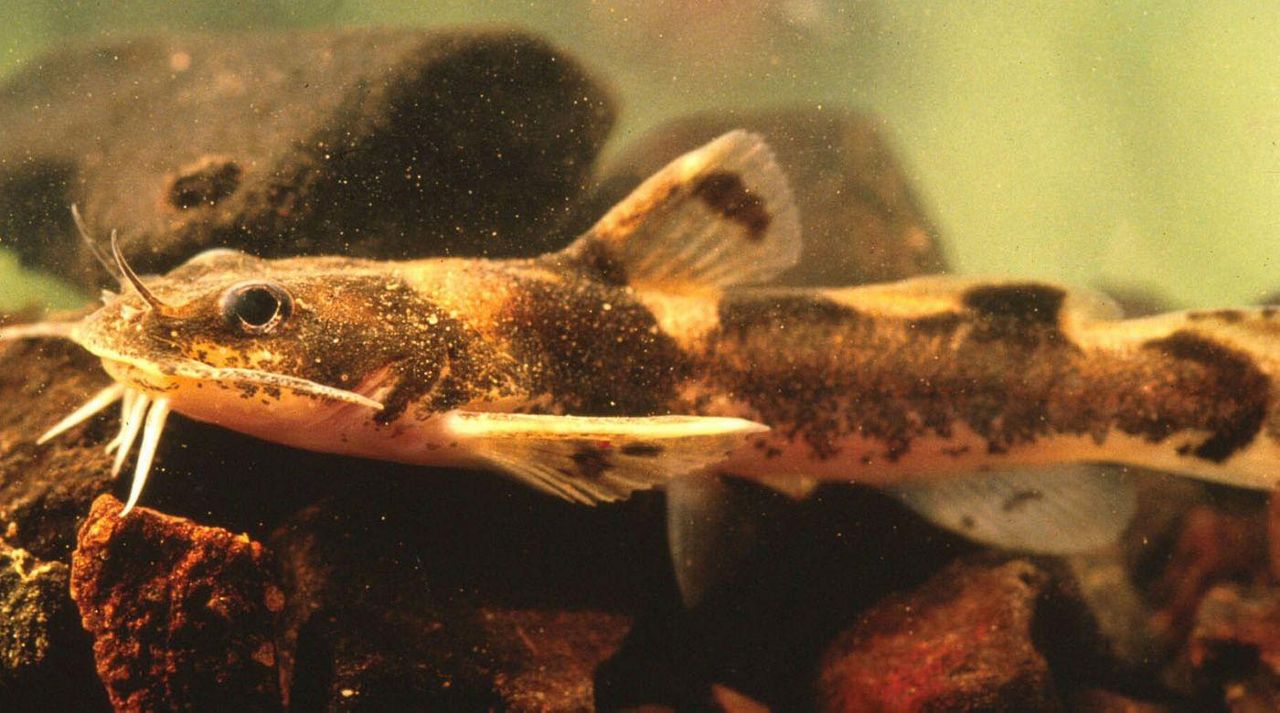 Adding the catfish and salamander species to the endangered species list means 1,000 miles of streams and rivers in North Carolina will be protected. 