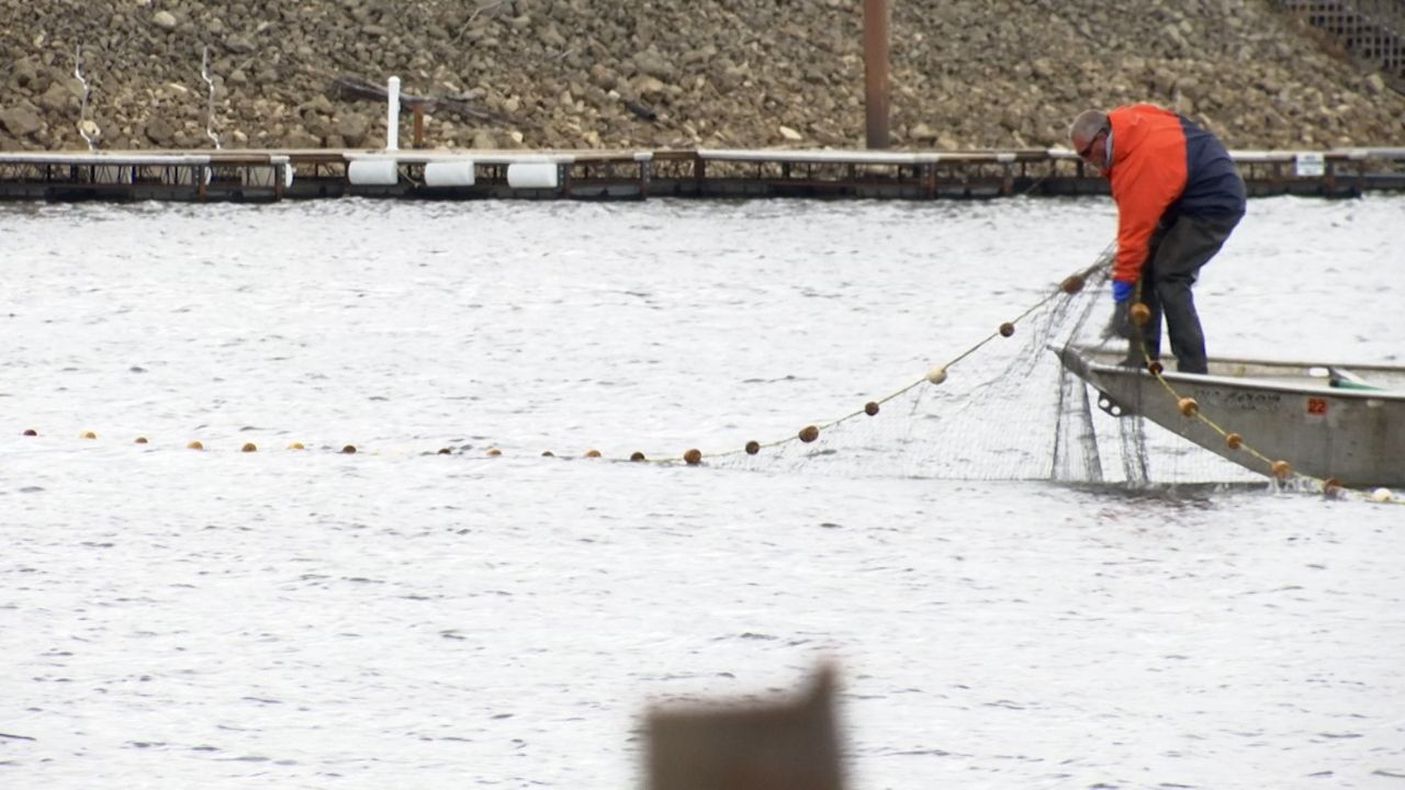 New method aims to herd, capture invasive carp in Mississippi