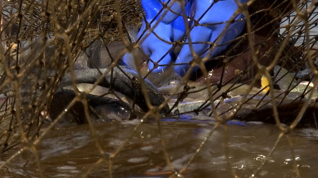 New method aims to herd, capture invasive carp in Mississippi