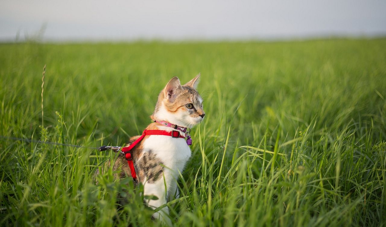 Alaskans to Vote on Cat Leash Law