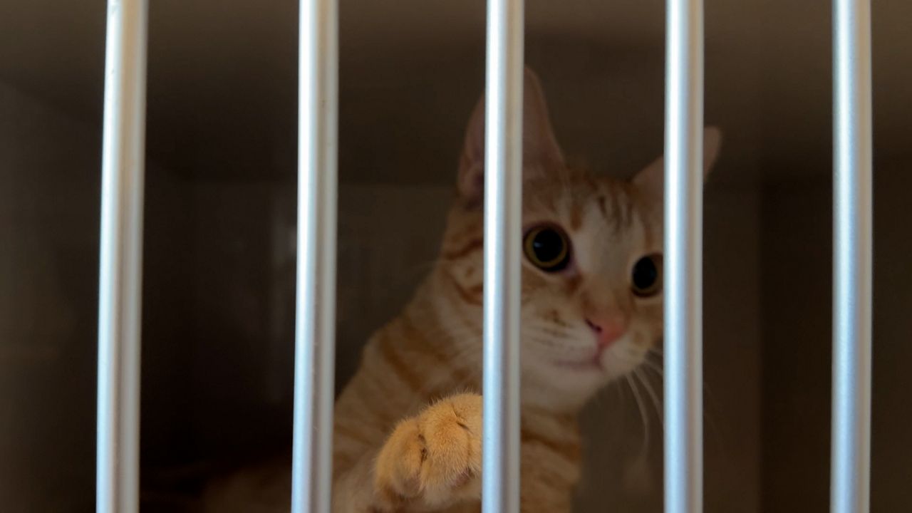 Oneida County works to combat animal cruelty with new position