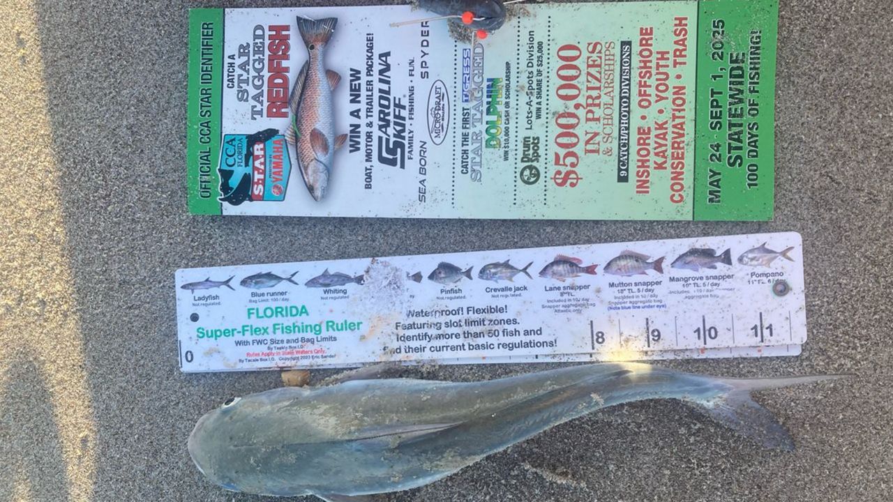 A catfish lies next to a fishing ruler on a beach in Cape Canaveral. (Courtesy: Katie Kinlin)
