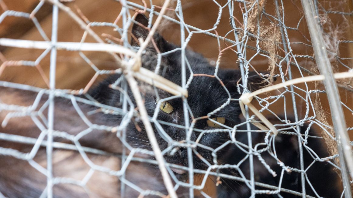 Animal shelter owner arrested on 39 counts of animal cruelty