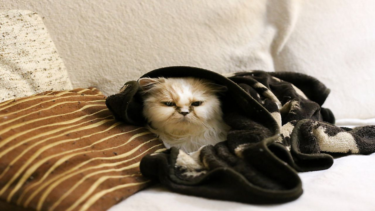 Cats will seek shelter in and around vehicles for shelter during cold weather months.