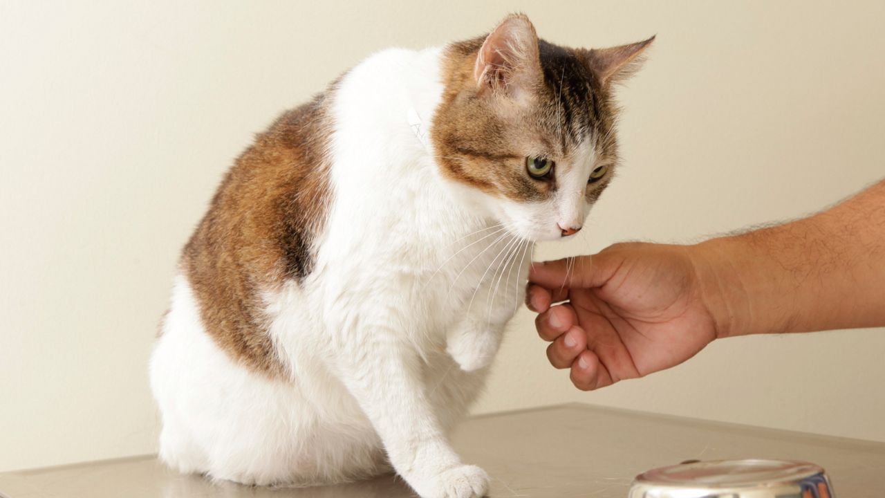 UW study finds cats don’t have preference for medication flavors