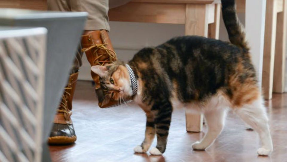  Cat  Cafe  Opening at Eastview Mall in Victor