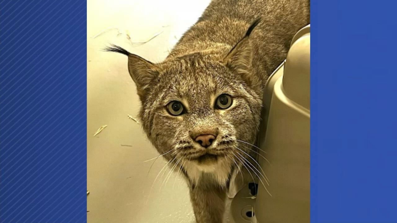 The Seneca Park Zoo has a new male Canada lynx named Albert  (Courtesy of the Seneca Park Zoo)