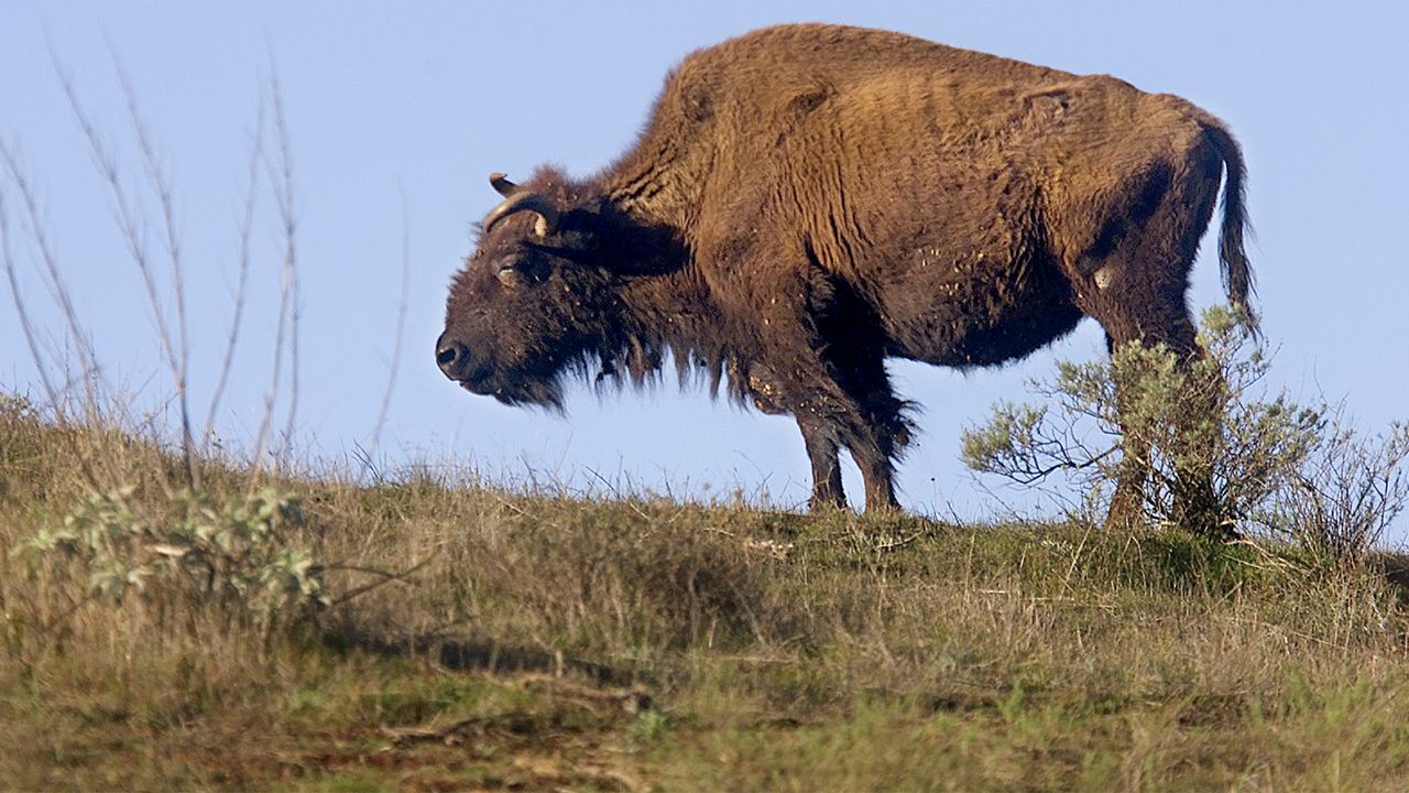 Columbus Zoo's The Wilds relocates bison to South Dakota