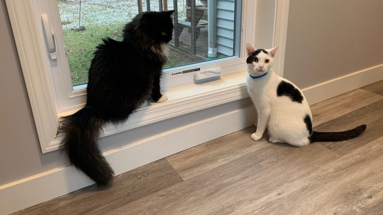 Pet Pride of New York opens new expanded cat sanctuary