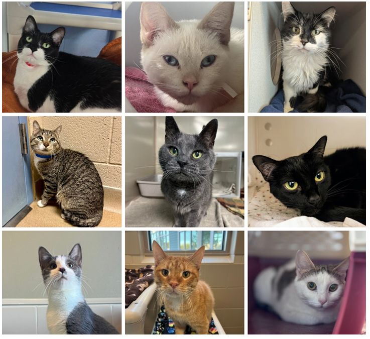 WHS takes in 47 cats, kittens from single home