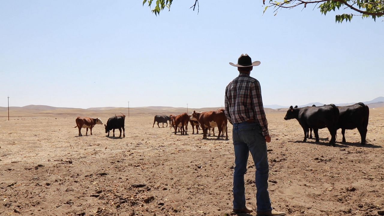 Cattle Ranch Drought1 11102021