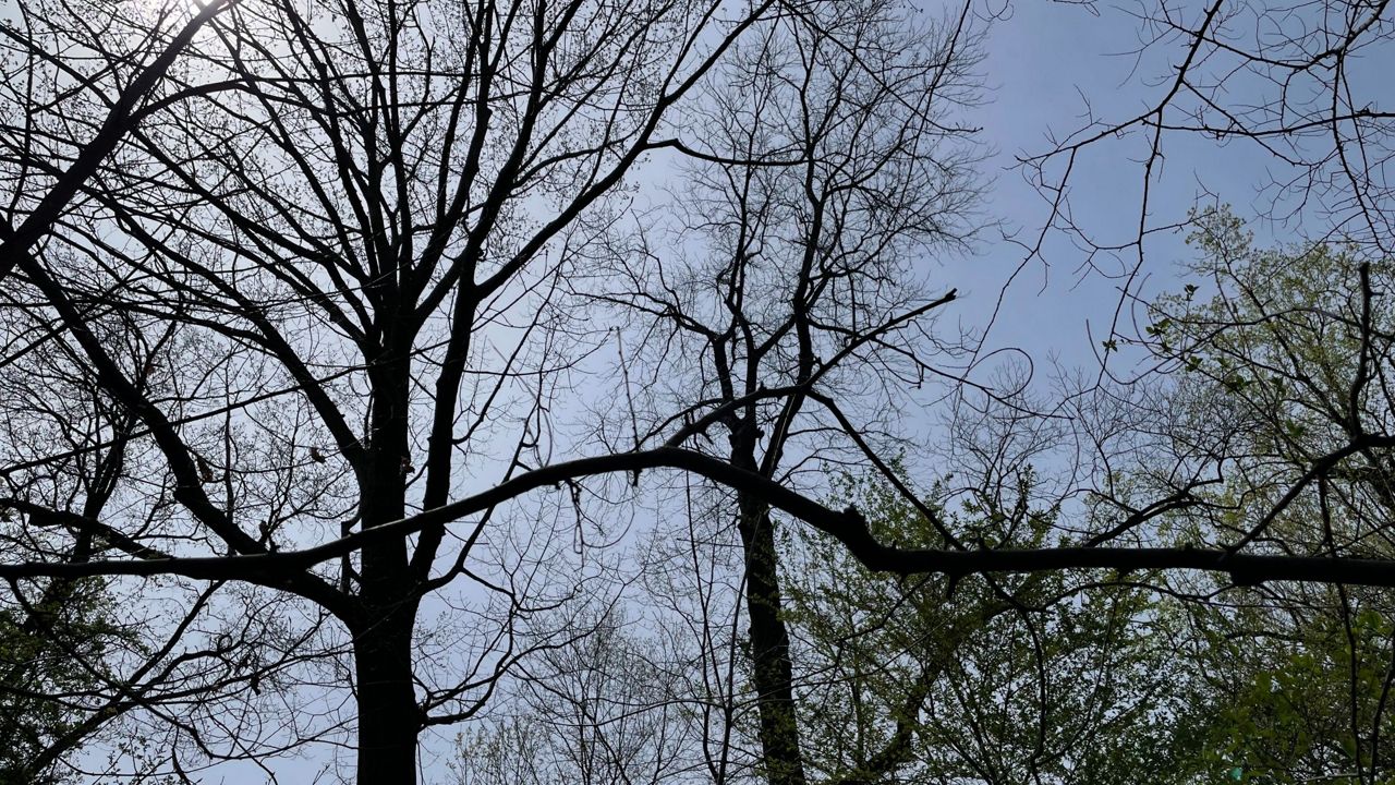 Central Park is now a lab to study climate change - Vimarsana News