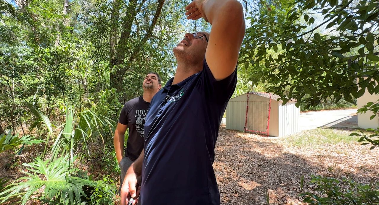 Kyle Thornton, an ISA certified arborist with Enviro Tree Service, looks at a tree at a home in Seminole County. (Spectrum News/Asher Wildman)