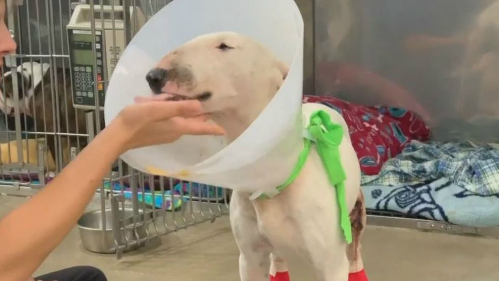 Champ, who was dragged behind a truck in Round Rock, Texas, appears at the Williamson County Regional Animal Shelter in this image from August 15, 2019. (Spectrum News)