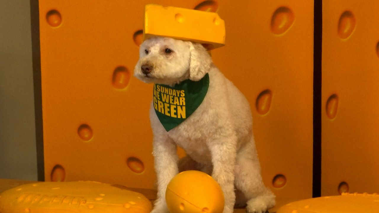 cheesehead gear