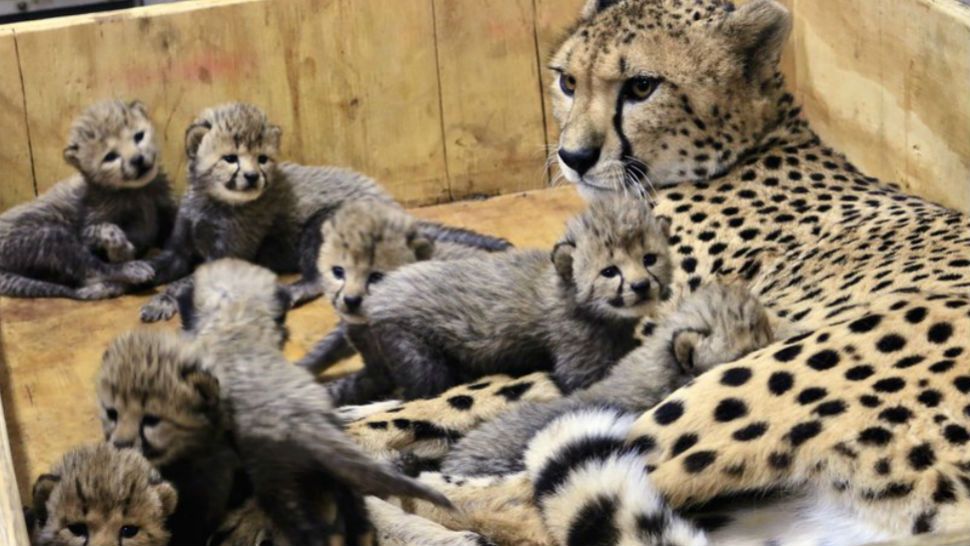 This Dec. 18, 2017 photo provided by the St. Louis Zoo shows Bingwa, a 4-year-old cheetah with her eight three-week-old cubs. Bingwa gave birth Nov. 26, but the births weren't announced until Wednesday Jan. 3, 2018. Eight cubs are a rarity. (Carolyn Kelly/St. Louis Zoo via AP)