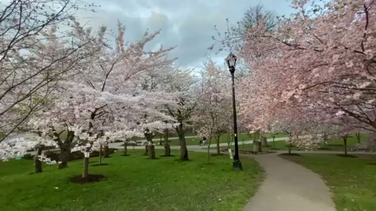 Cherry Blossom Festival returns to Buffalo this weekend