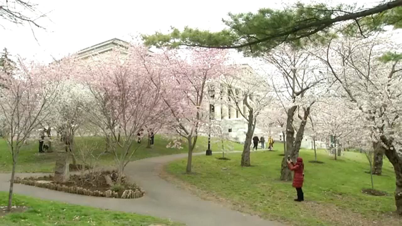 foretrække Tangle Antagelse Buffalo Cherry Blossoms Reimagined begins Monday