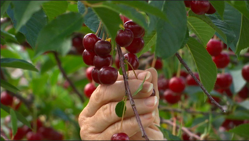 Cherry Picking Winds Down After A Challenging Season