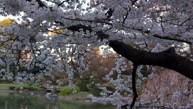 Cherry Blossoms 