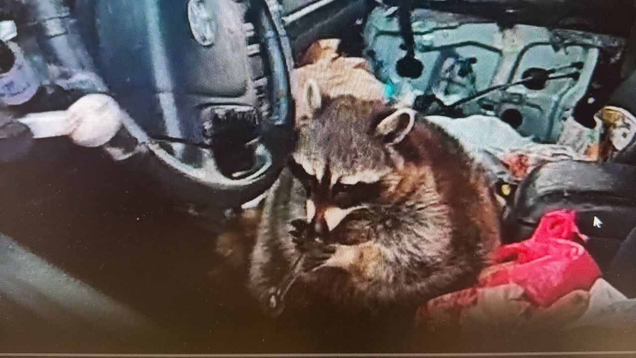 The raccoon found with a meth pipe during a traffic stop in Springfield Township. (Springfield Township Police Department)