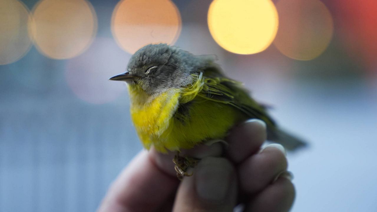 Chicago Bird Collision Monitors Director Annette Prince holds an injured Nashville warbler, a kind of migrating songbird, that likely struck a glass window pane Tuesday, Oct. 8, 2024, in downtown Chicago. (AP Photo/Erin Hooley)