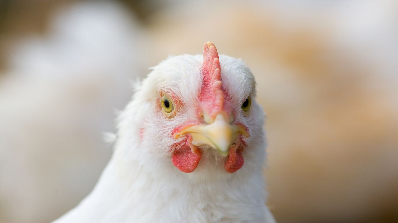 Free-range chicken (Getty Images)