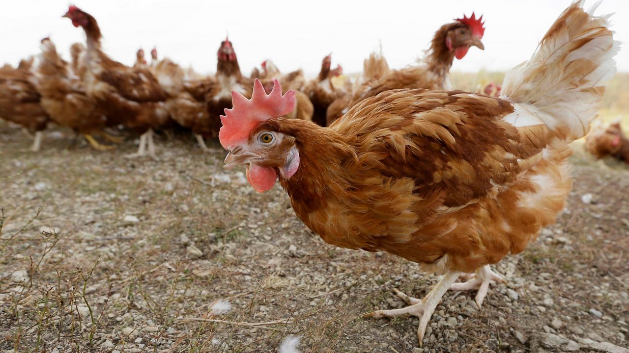 Chickens walk in a fenced pasture at an organic farm in Iowa on Oct. 21, 2015.