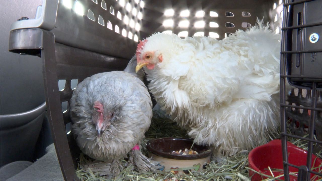 Two chickens sit in their cage as they eat food throughout the day.