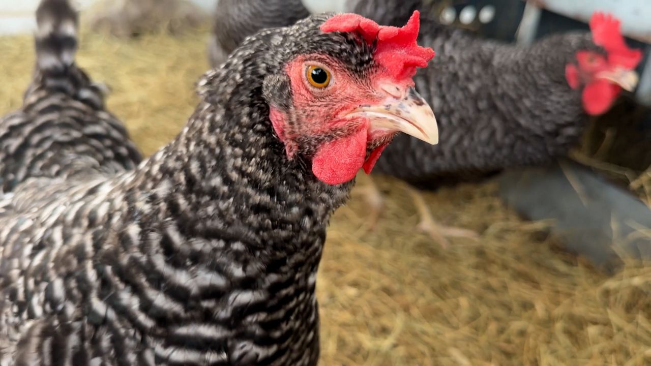 Seminole County uses sentinel chickens to help fight mosquito-borne diseases