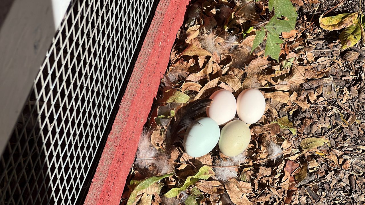 Eggs from backyard chickens at John Ramos’ house in McKinney,. (Spectrum News 1/Stacy Rickard)