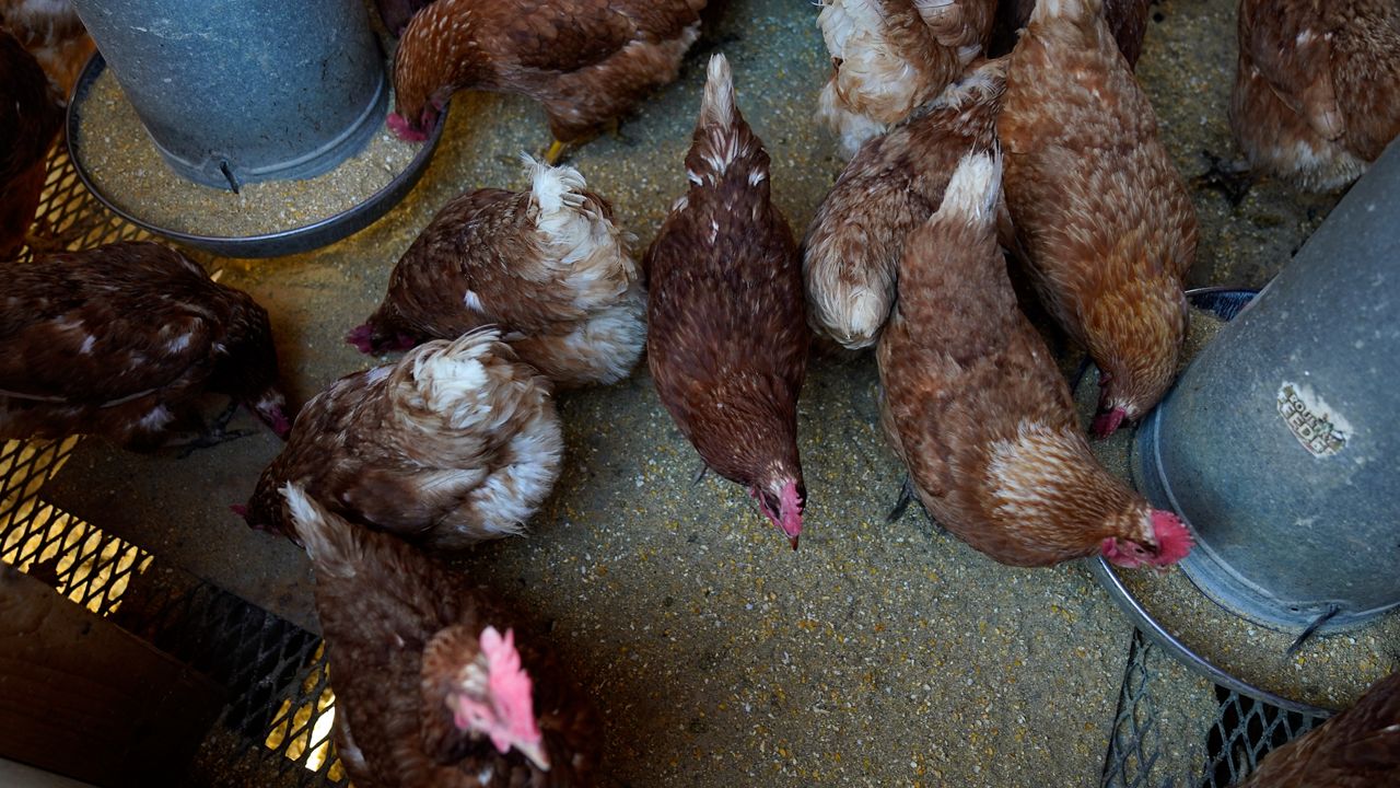 The US keeps millions of chickens in secret farms to make flu