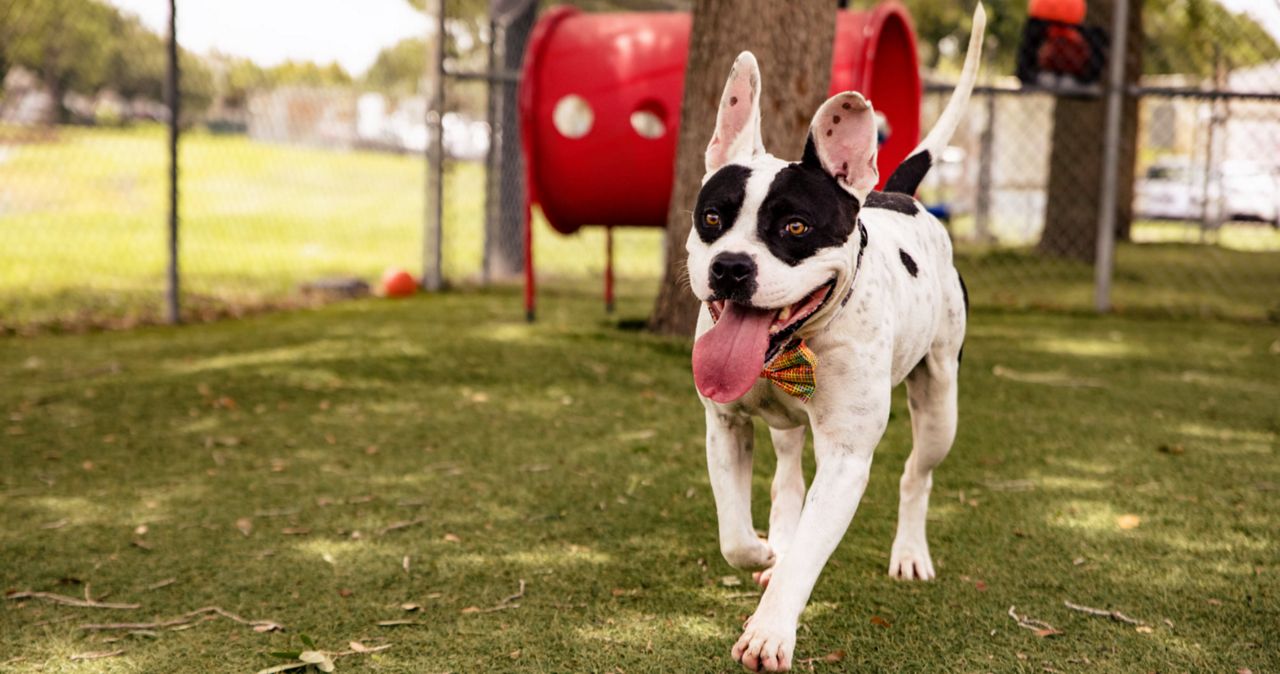 Pet Shelters Bark Out Bargains Just In Time For July 4