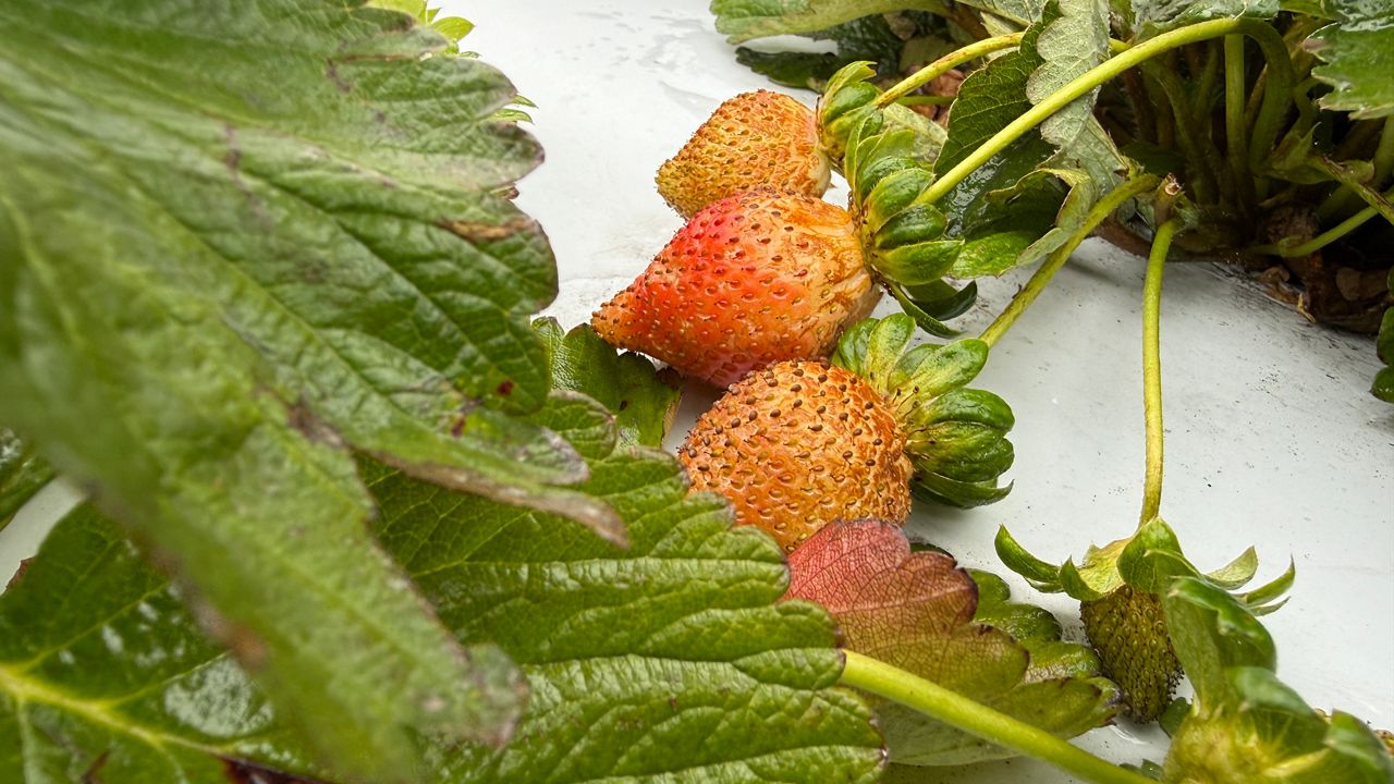 New research could help strawberry farmers with two pests