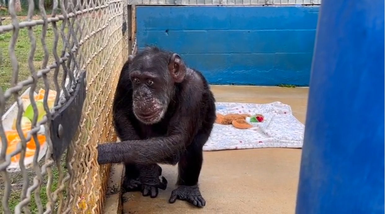 Chimpanzee in Palm Harbor Celebrates 76th Birthday, Ranking as 3rd Oldest in the World