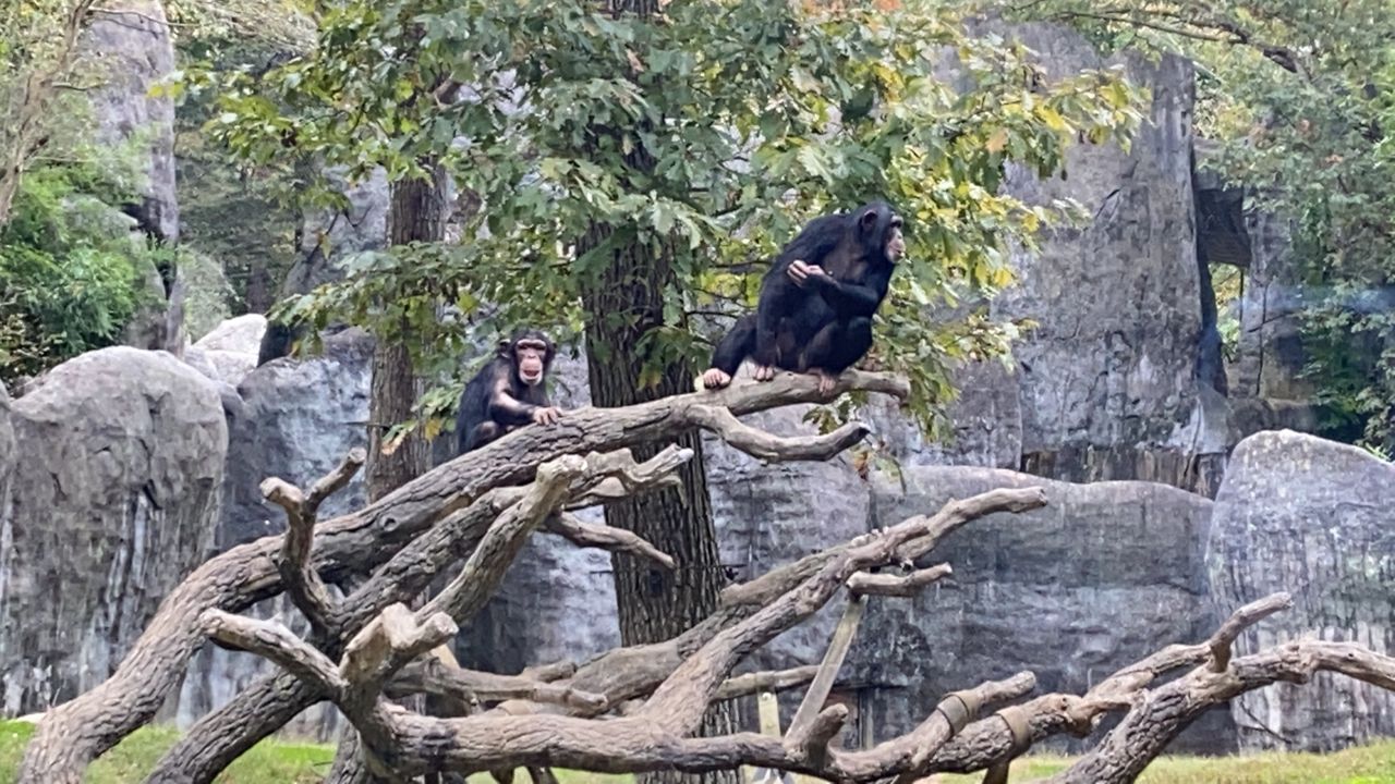 Chimpanzees at NC Zoo