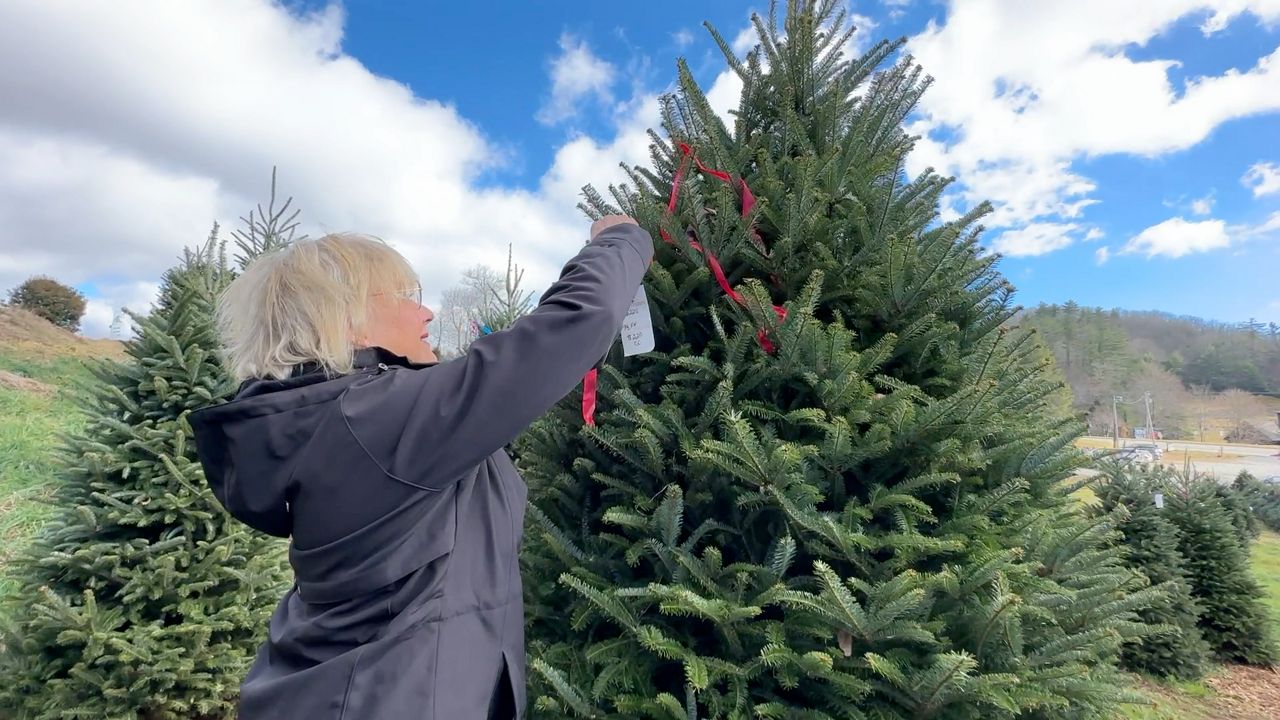 Chooseandcut Christmas tree lots now open in the mountains