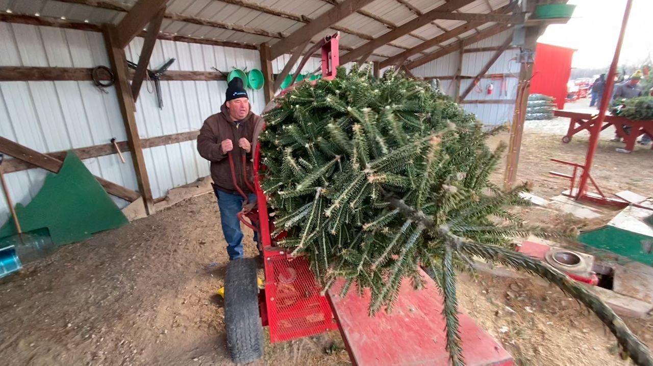 Wisconsin Christmas trees growers ready for a strong year